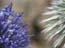 2004_flowers_of_the_galillee_israe_11