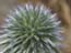 2004_flowers_of_the_galillee_israe_12