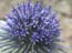 2004_flowers_of_the_galillee_israe_13