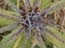 2004_flowers_of_the_galillee_israe_14