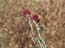 2004_flowers_of_the_galillee_israe_15