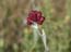 2004_flowers_of_the_galillee_israe_16