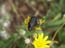 2004_flowers_of_the_galillee_israe_2