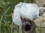 2004_flowers_of_the_galillee_israe_3