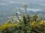2004_flowers_of_the_galillee_israe_4