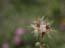 2004_flowers_of_the_galillee_israe_5