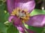 2004_flowers_of_the_galillee_israe_6