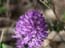 2004_flowers_of_the_galillee_israe_7