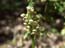 2004_flowers_of_the_galillee_israe_9