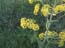 2004_flowers_of_the_galillee_israel