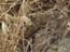 2004_lizard_israel