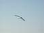 2004_seagull_israel