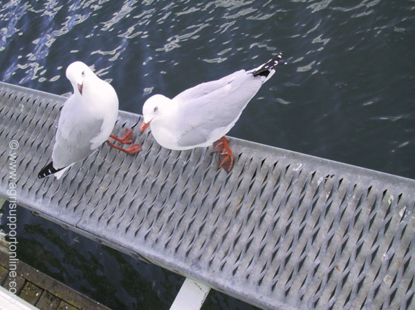 2001_seagulls_australia