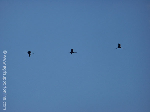 2002_birds_flight_formation_israel