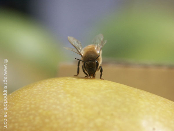 2003_bee_and_the_mango_moshav_almagor_1_israel