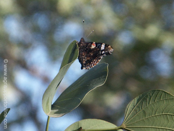 2003_butterfly_israel_1_2