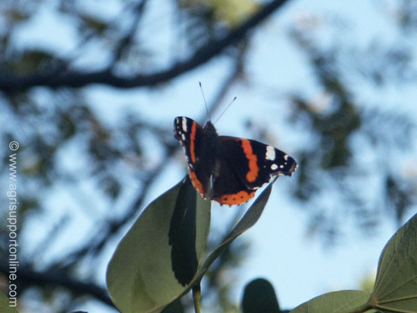 2003_butterfly_israel_3