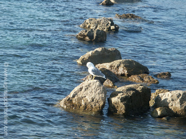 2003_caesarea_beach_lonely_seagull_israel