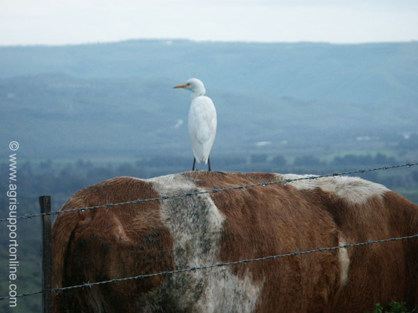 2003_heron_and_cow_israel