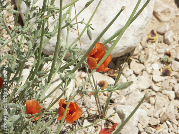 2003_negev_desert_3_israel