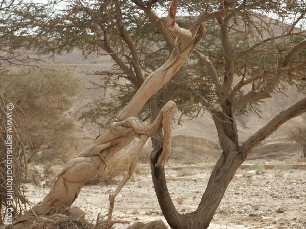 2003_negev_desert_4_israel