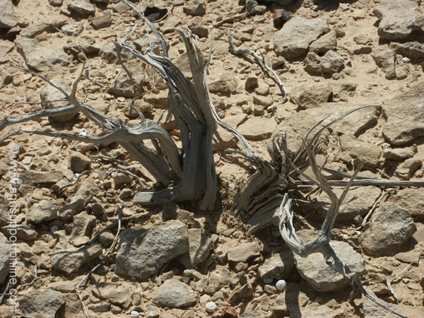2003_negev_desert_5_israel