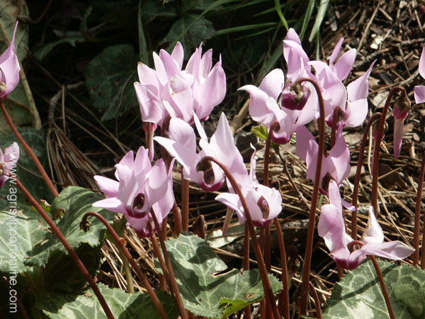 2003_primrose_israel