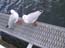 2001_seagulls_australia