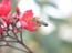 2002_bee_on_a_flower_israel