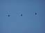 2002_birds_flight_formation_israel
