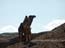 2002_camels_the_negev_desert_israel
