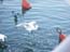 2002_heron_and_fish_jaffa_israel
