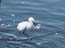 2002_heron_and_fish_jaffa_israel_1