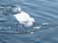 2002_heron_and_fish_jaffa_israel_2