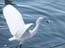 2002_heron_and_fish_jaffa_israel_3