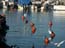 2002_herons_in_jaffa_harbor_israel_1
