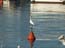2002_herons_in_jaffa_harbor_israel_3