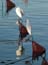 2002_herons_in_jaffa_harbor_israel_4