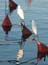 2002_herons_in_jaffa_harbor_israel_5