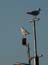 2002_seagulls_jaffa_israel