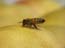 2003_bee_and_mango_moshav_almagor_2_israel