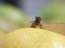 2003_bee_on_a_mango_moshav_almagor_israel