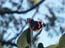 2003_butterfly_israel_3