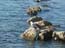 2003_caesarea_beach_lonely_seagull_israel