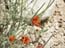 2003_negev_desert_3_israel