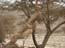 2003_negev_desert_4_israel