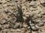 2003_negev_desert_5_israel
