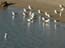 2003_seagulls_caesarea_israel