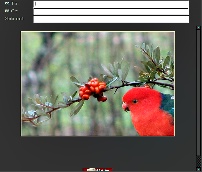 Australian King Parrot