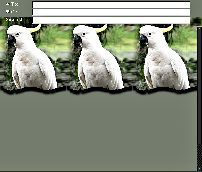 Cockatoo Top Edge